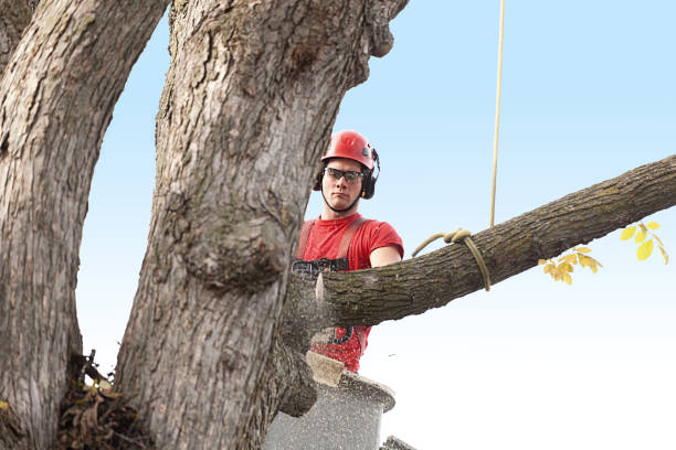 Best Tree Risk Assessment  in USA